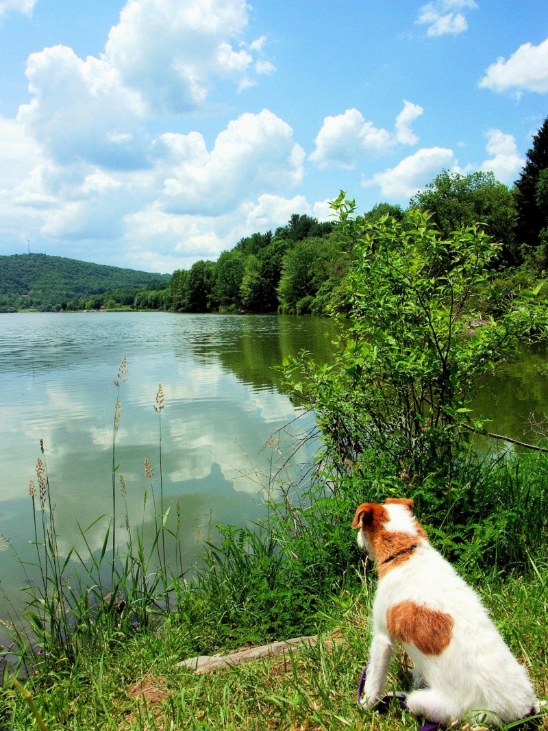 Lake Guntersville State Park Dog-Friendly Accommodations