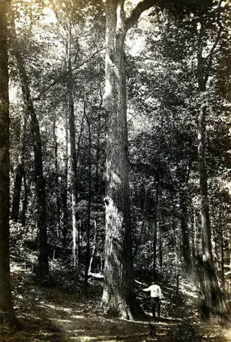 The Forests of Ingram-Day Lumber Company