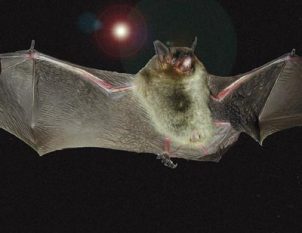 Fern Cave Gray Bat