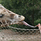 Kid-Friendly-Alabama-Zoos